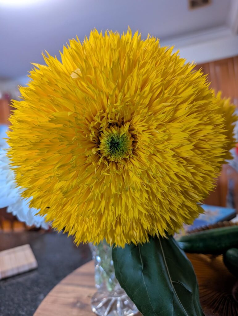Teddy bear sunflower