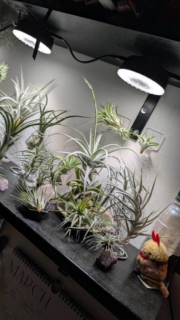 Week 5 of growth on streptocarpa x hybrid