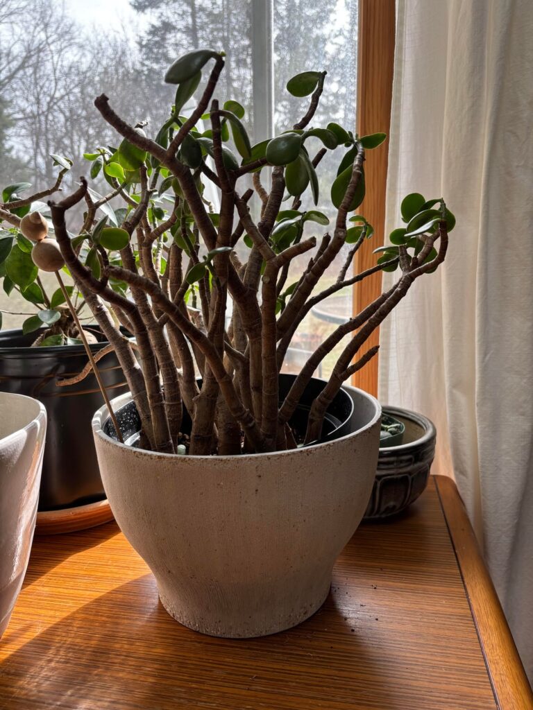 Help me save my wedding jade!