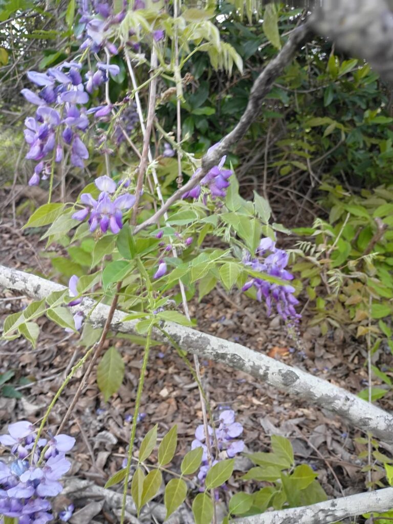 What kind of Wisteria is this? Zone 9a What kind of Wisteria is this? Zone 9a
