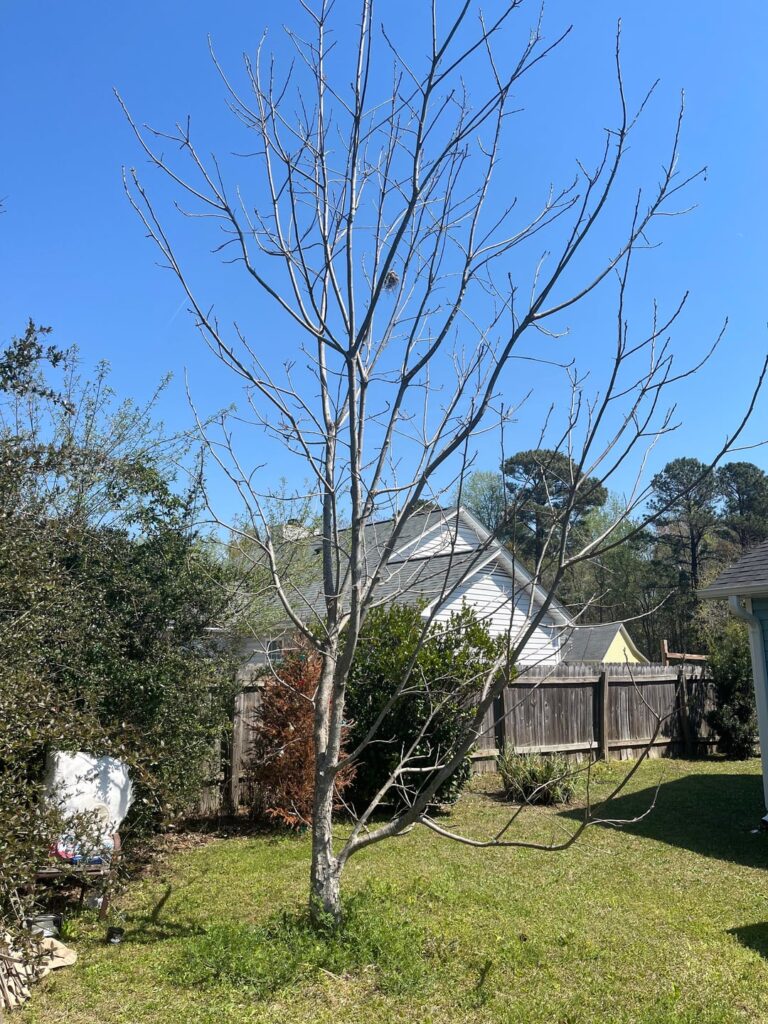 Remove whole branch or thin and then remove over next 2-3 growing seasons? Pecan is ~11-12.