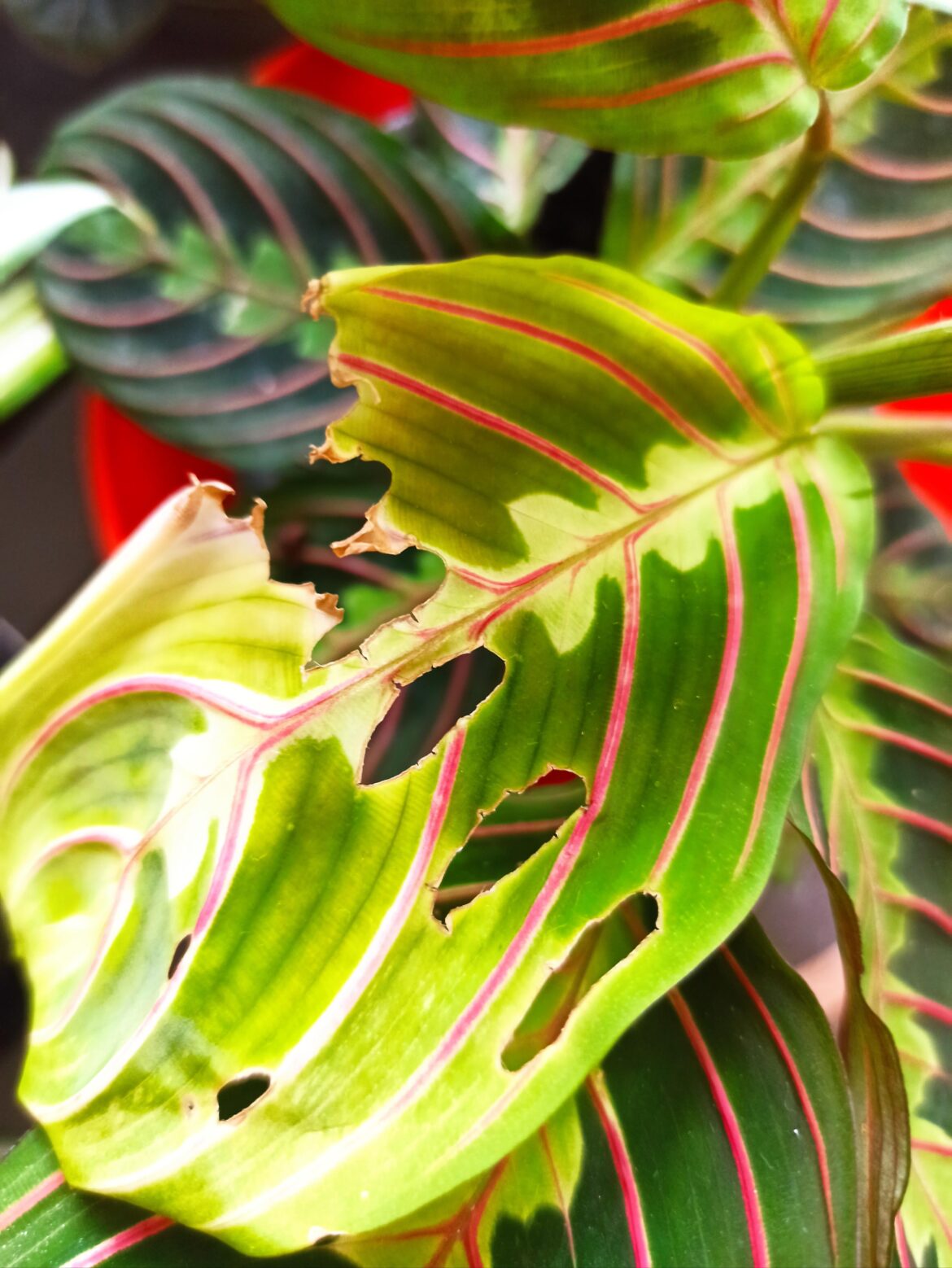 Rare penistrationed maranta! Imma be rich!