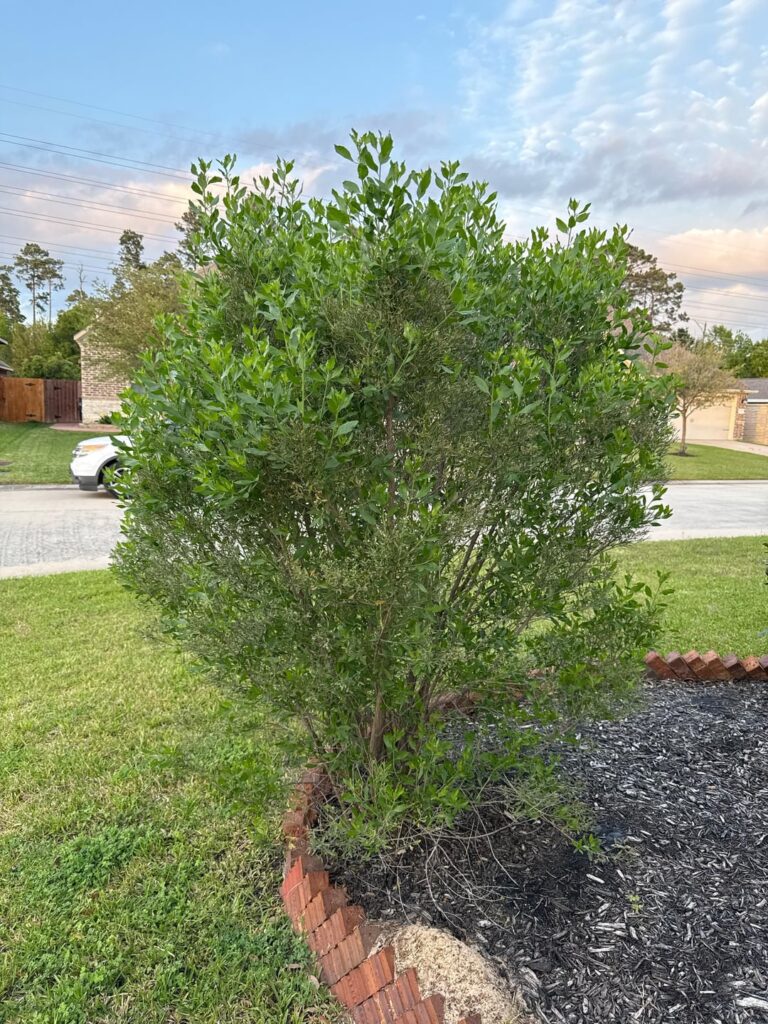 What type of plant is this, south Texas