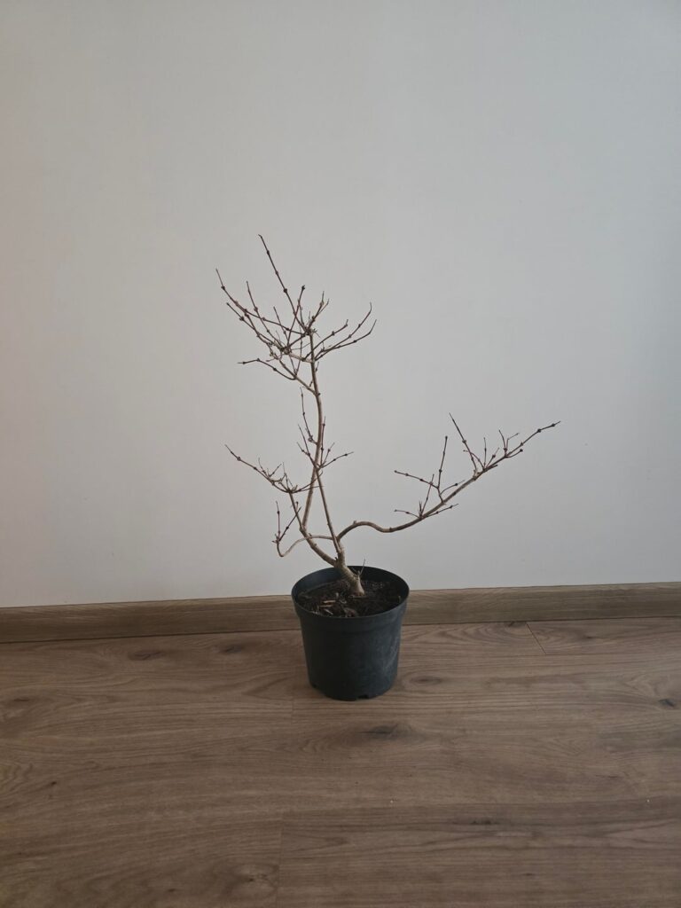 Help me choose style direction for this snowball tree. Last images is my current plan with it