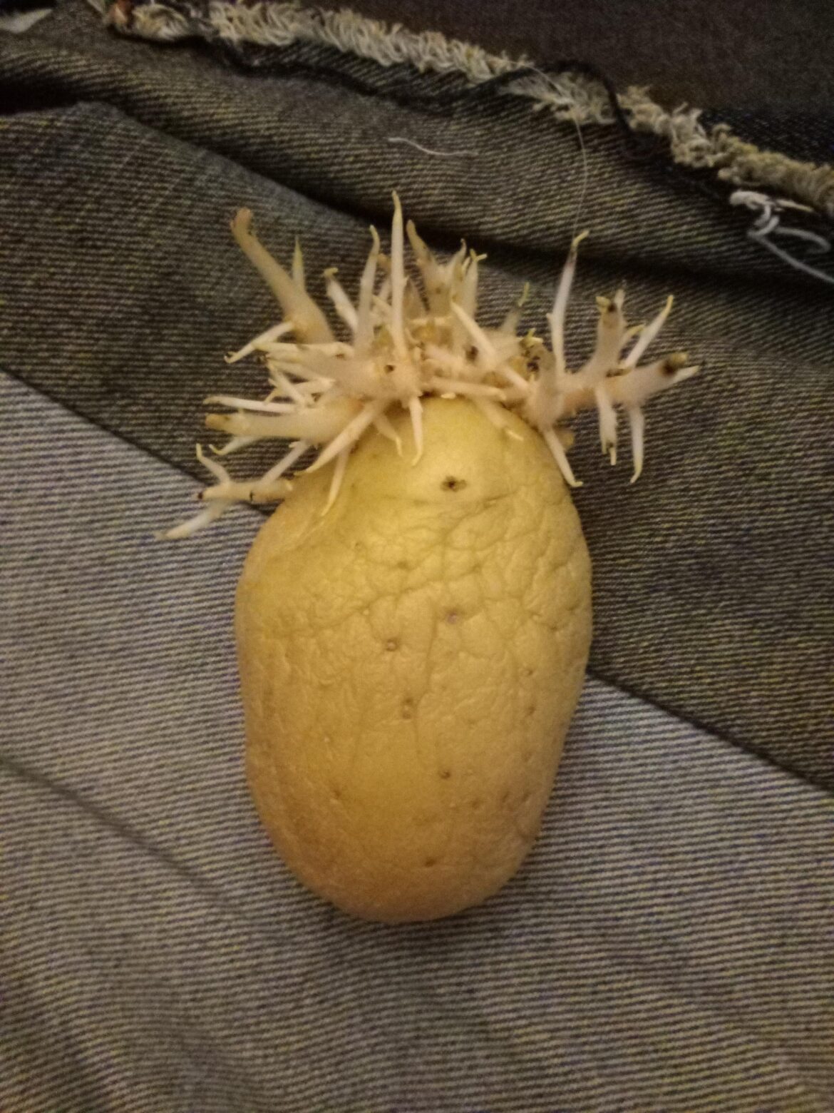 Erm, my potato grew a crown Erm, my potato grew a crown