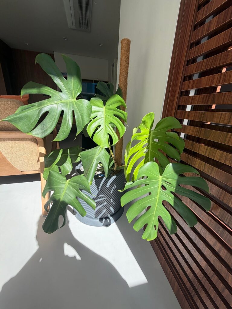 New leaf