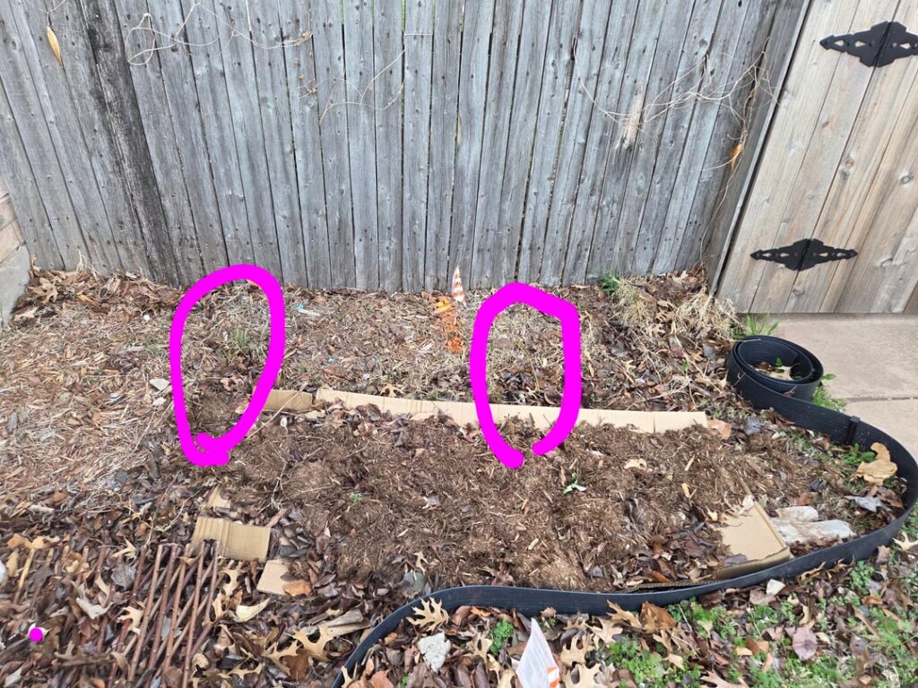 Blueberry bushes: did I heck up? Blueberry bushes: did I heck up?