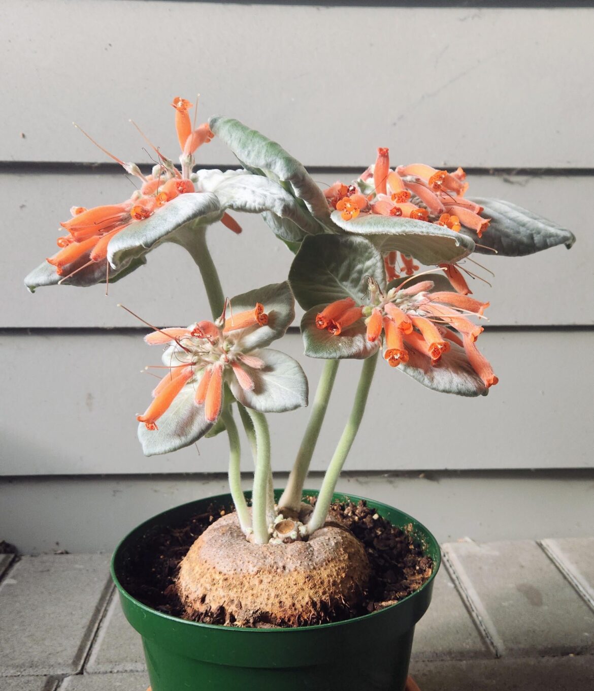 Sinningia leucotricha