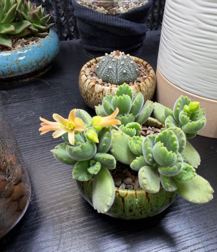 My Bear Paws are blooming for the first time