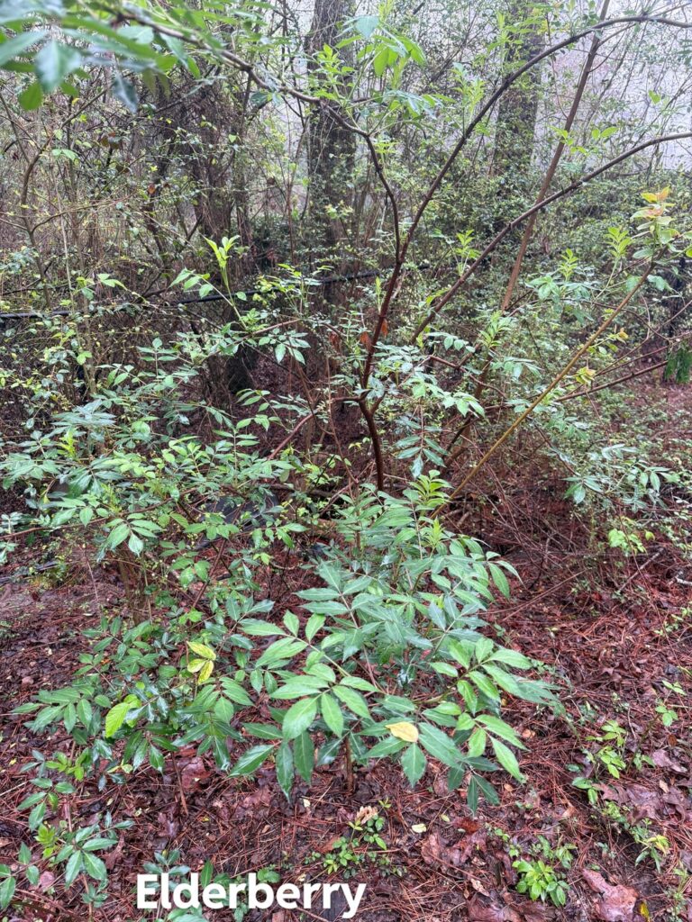 Spring showers finally arrived and the natives are loving it! Spring showers finally arrived and the natives are loving it!