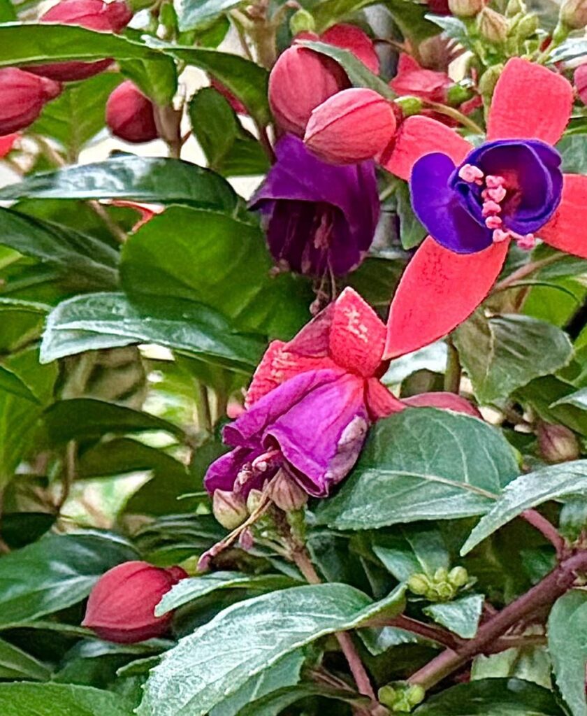 Fuchsias anyone?