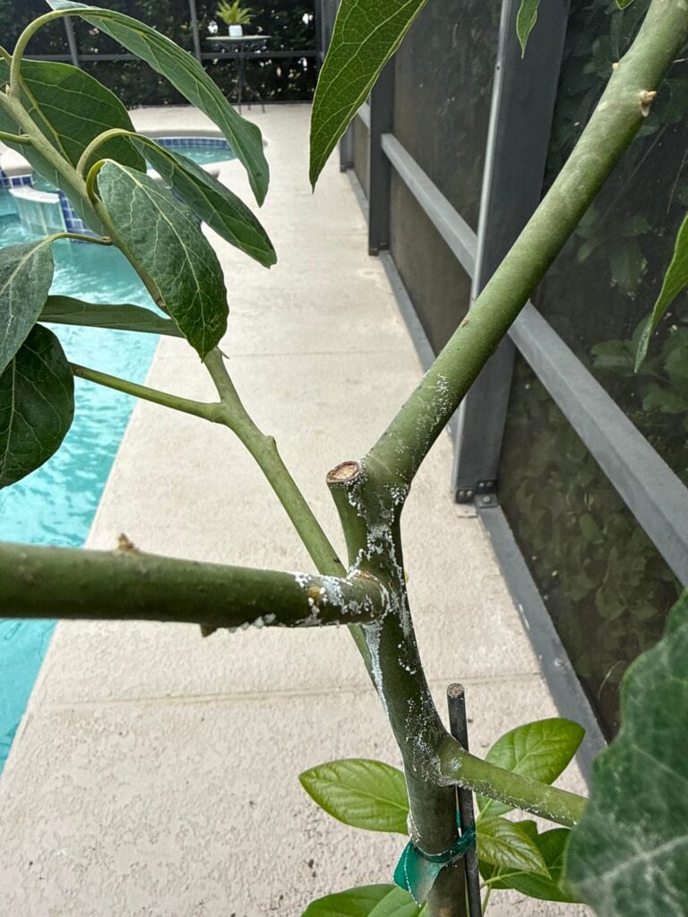 Why is my bacon avocado tree drooping and what is this white stuff?
