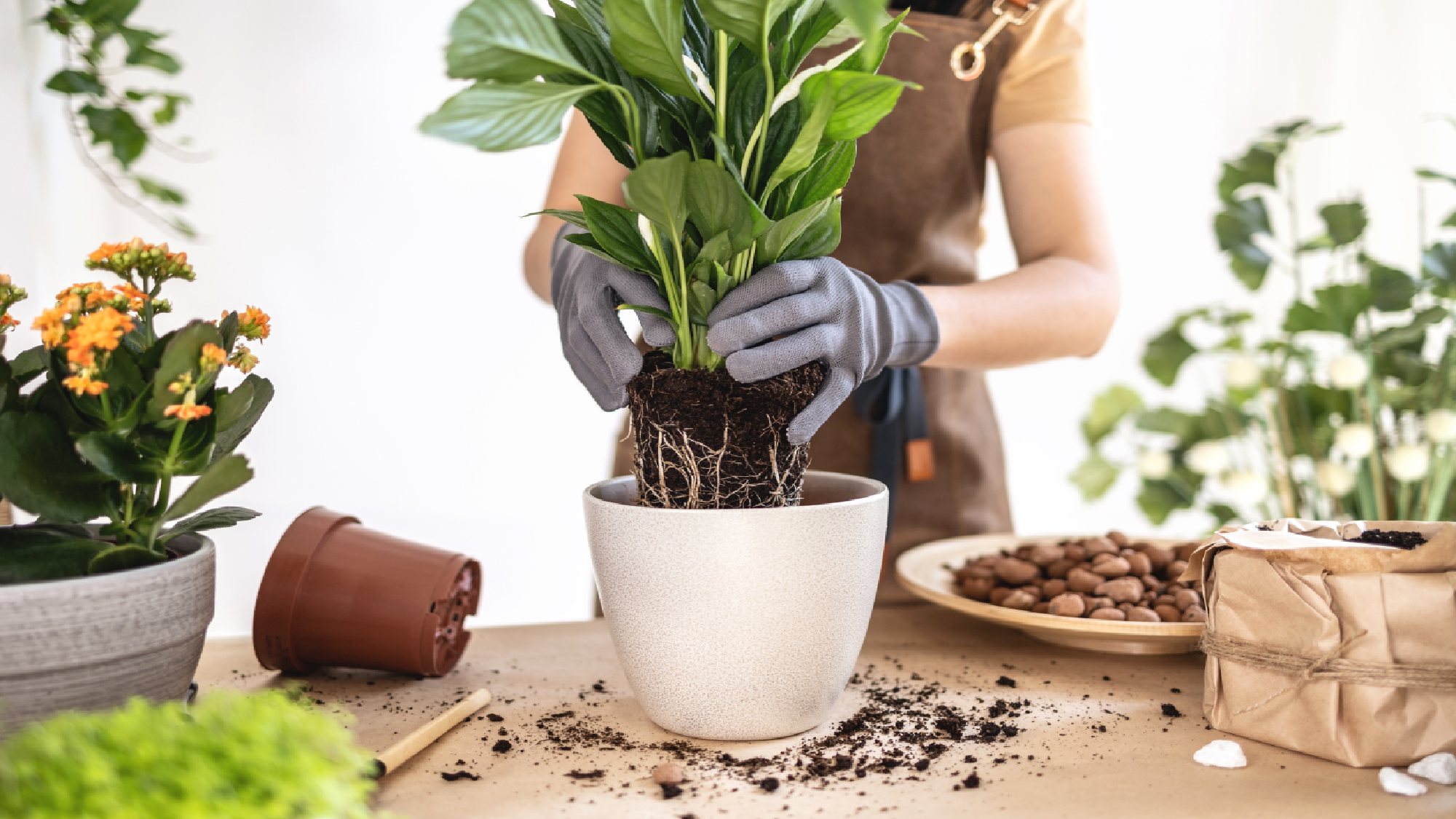 Repotting a peace lily