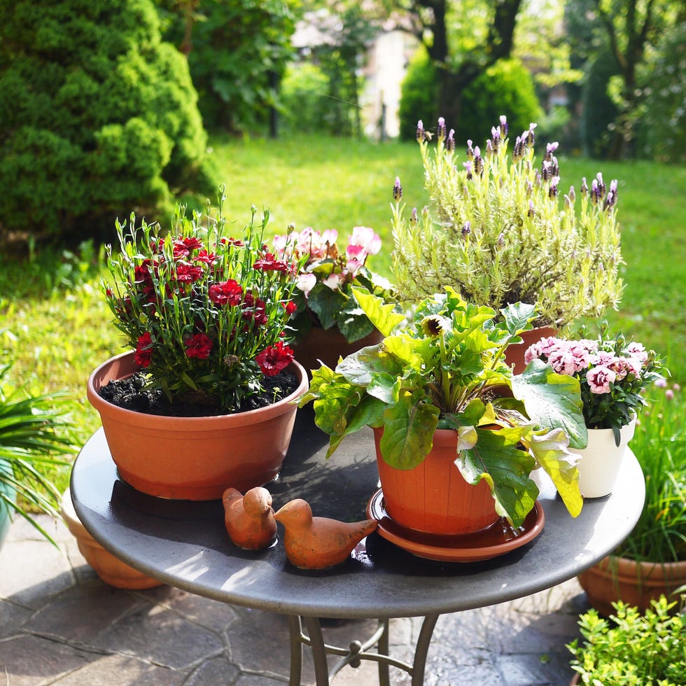 idyllic garden corner with colorful flowers on round iron table. carnations, cyclamen, french lavender, kitchen herbs against green meadow and bushes in the background.