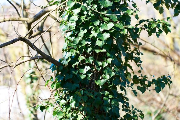 Green ivy leaves completely covering a tree trunk, growing in a forest. Nature background with lush foliage Green ivy leaves completely covering a tree trunk, growing in a forest. Nature background with lush foliage