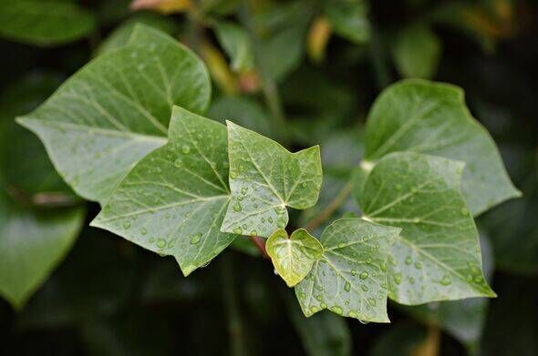 Ivy Ivy