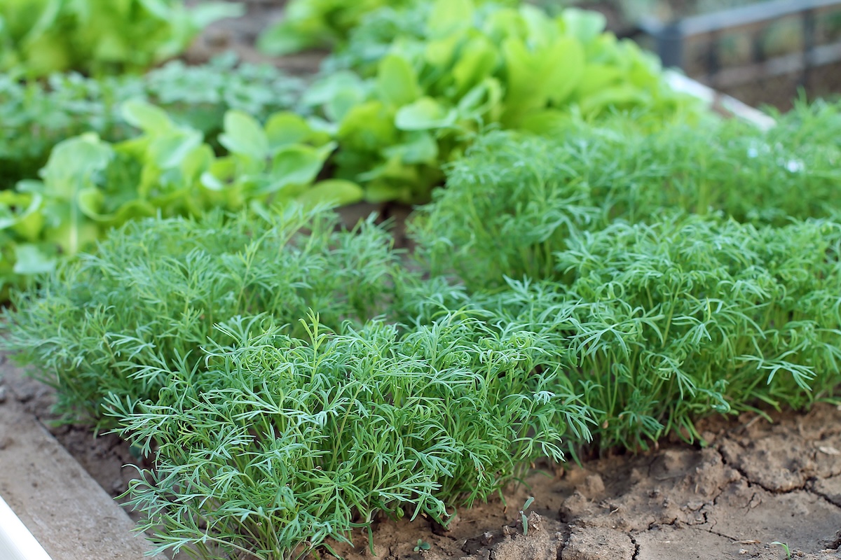 A  garden bed with fresh dill plants. 