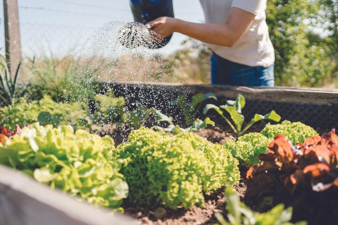 Gardening plans for 2026 - The Ogemaw County Herald