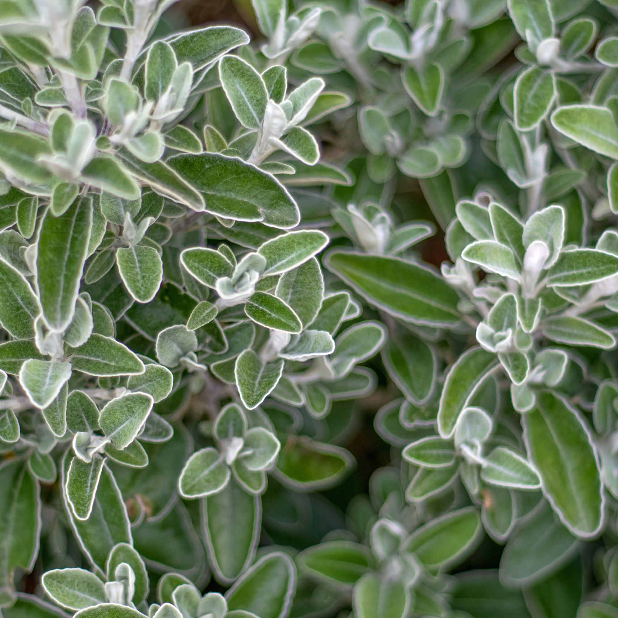 garden shrub Brachyglottis