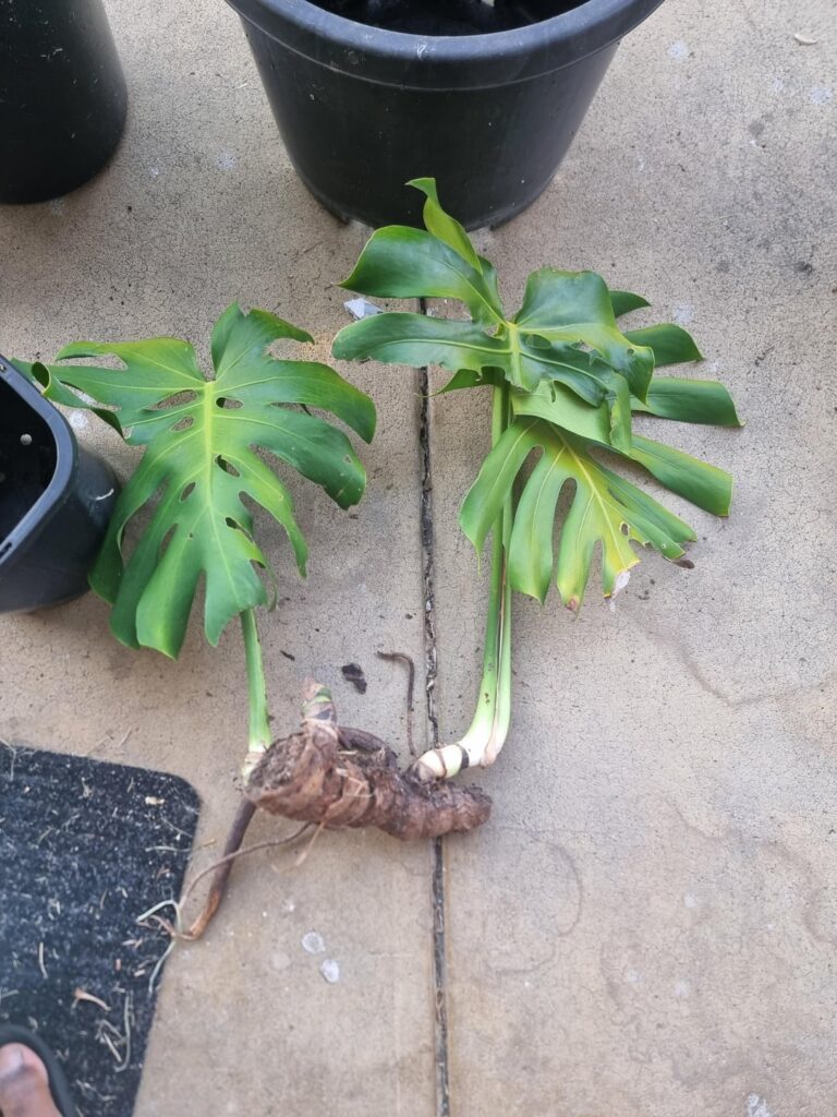 Did I plant this monstera correctly?