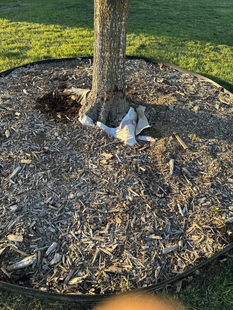 Red Oak Damage