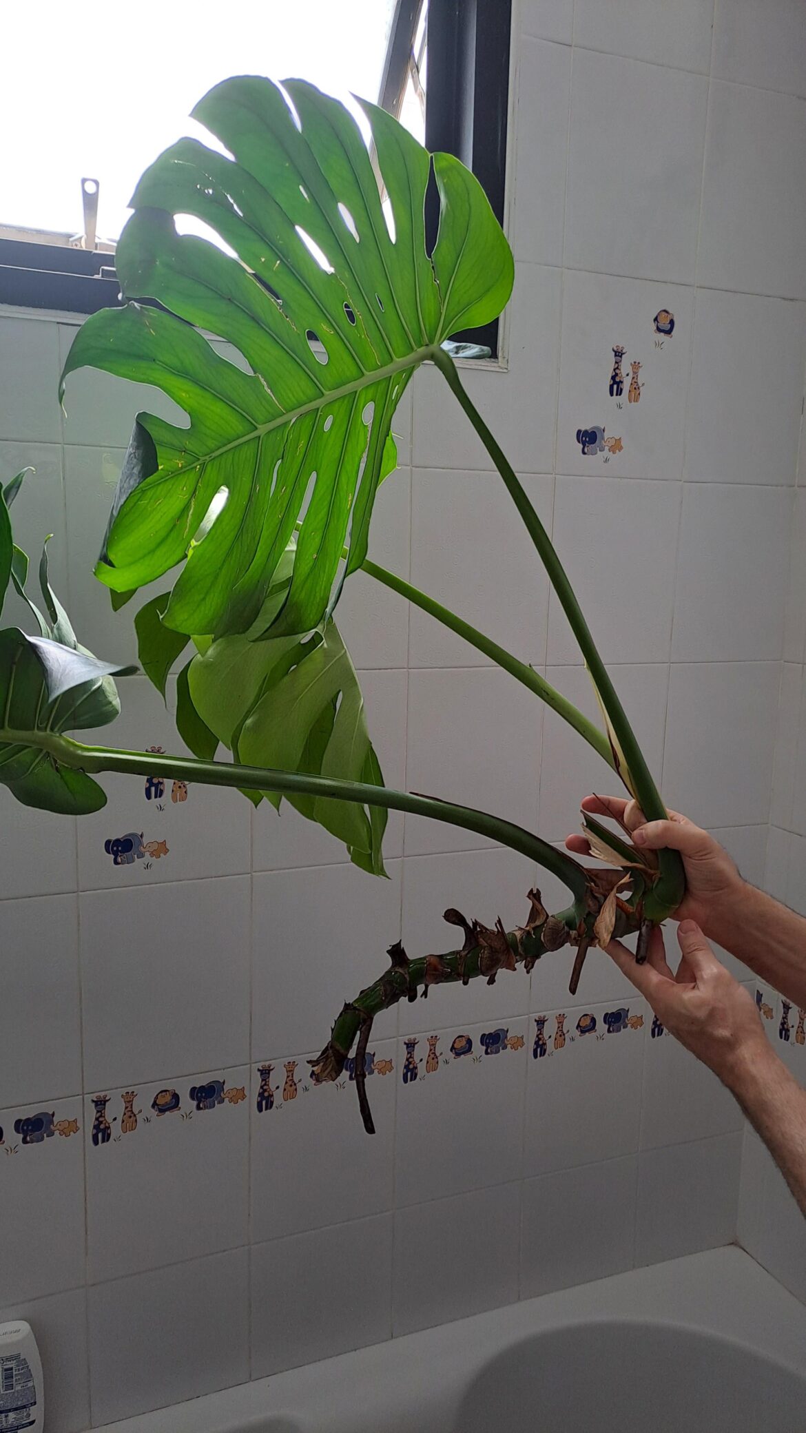 Possible to save this plant?