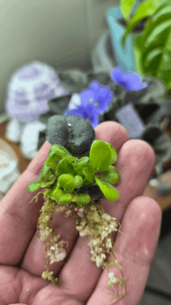 This leaf made 12 plantlets ππ± This leaf made 12 plantlets ππ±
