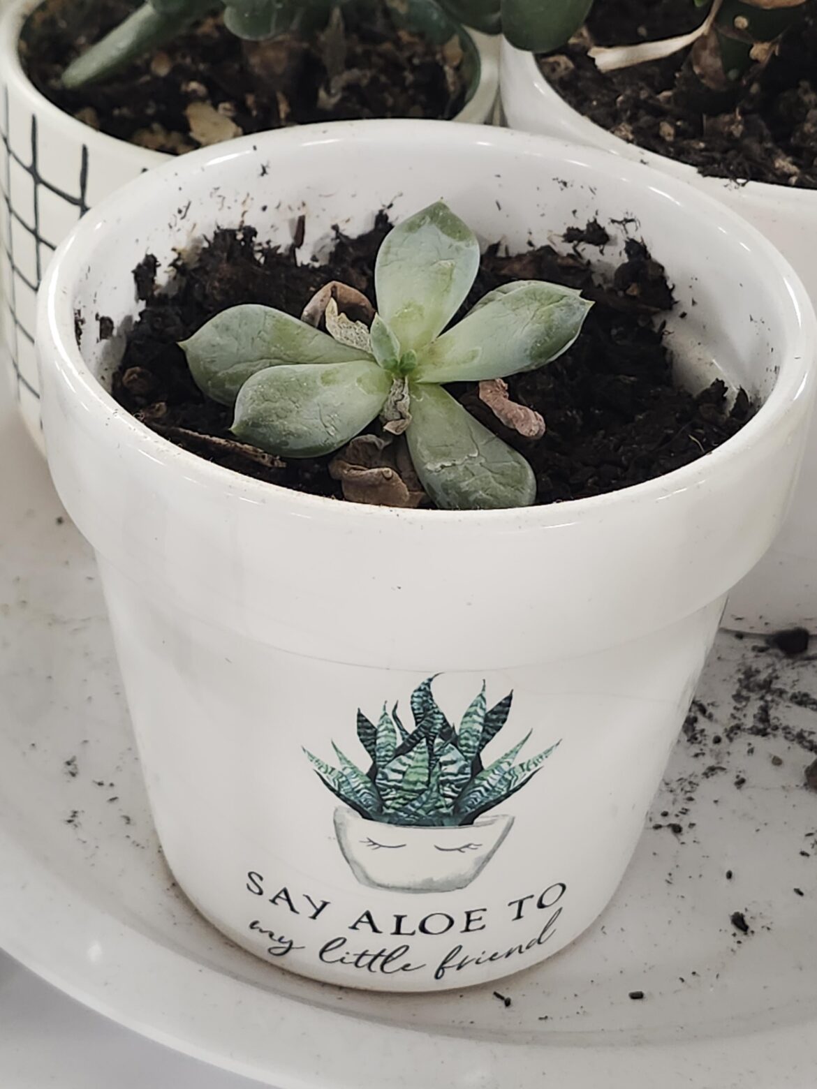 The cute pot has done nothing for this guy's wellbeing! Do I need something more hip for him to be healthy?