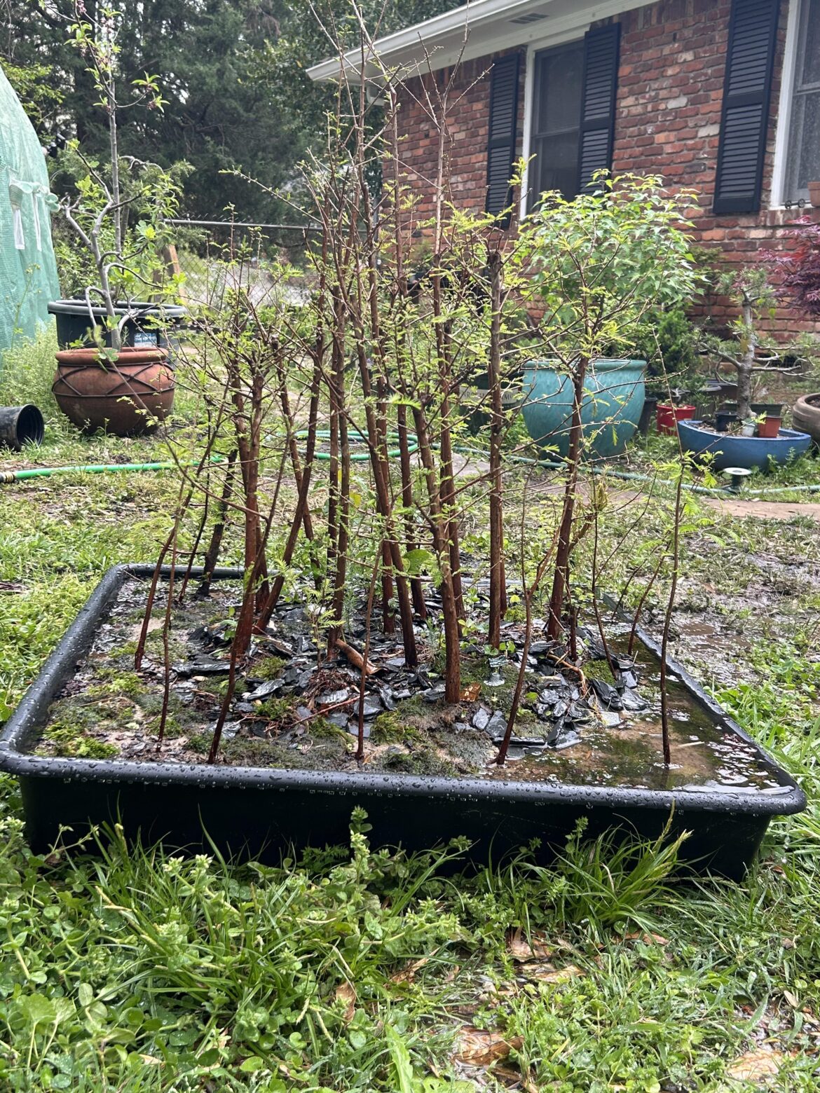 Bald Cypress forest I have been working on. I have to admit I find it quite pleasant.