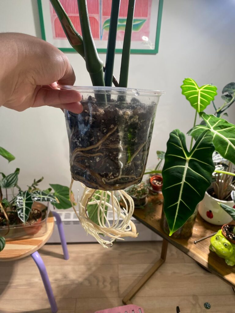 Root bound?