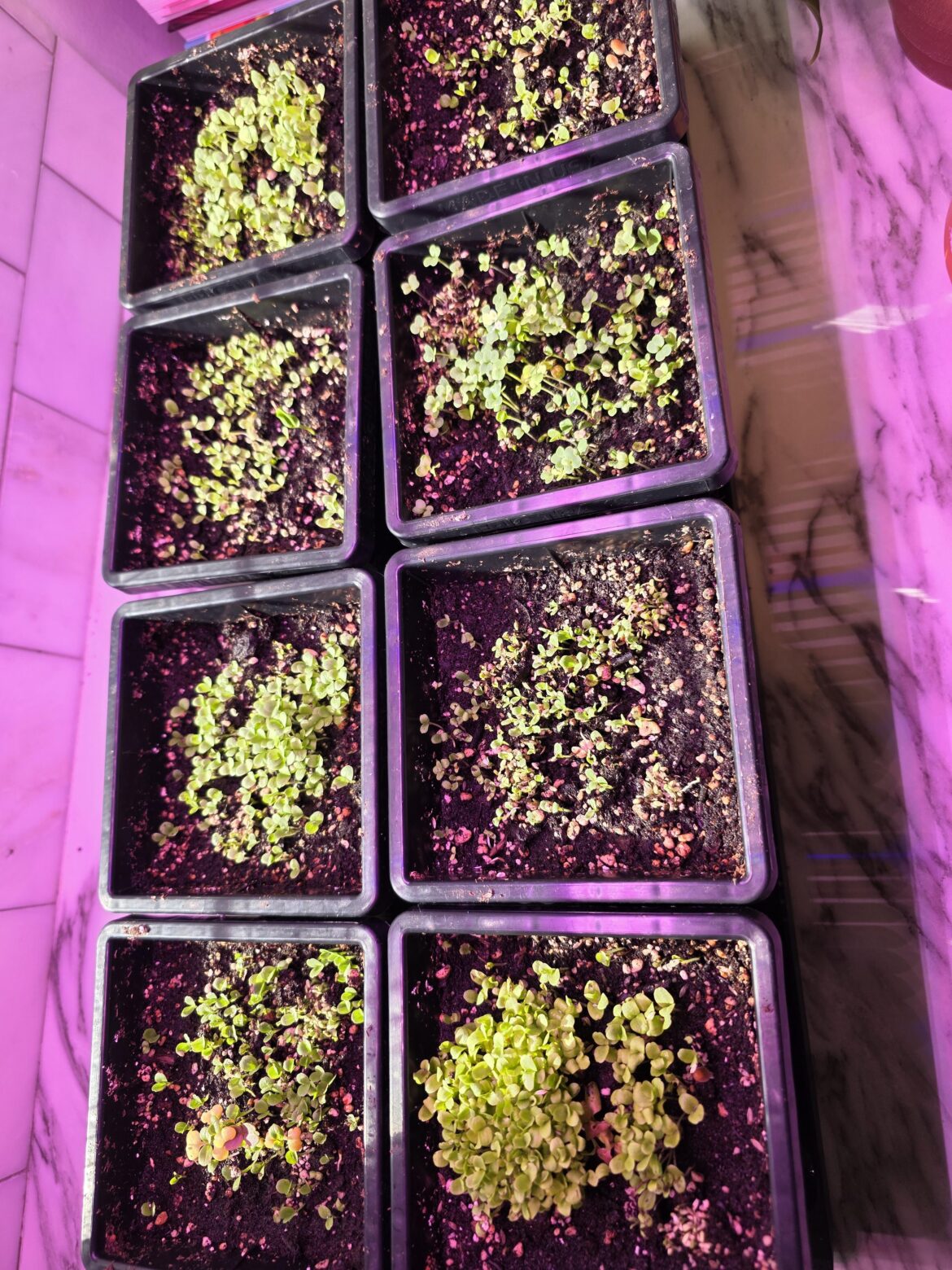 My wife thought my lettuce seeds weren't developing fast enough...so she added some more 🙃