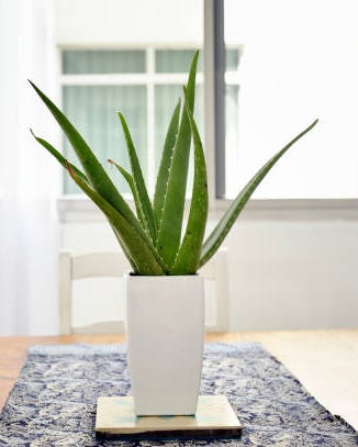 plants that grow from cuttings aloe vera