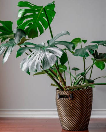 plants that grow from cuttings monstera