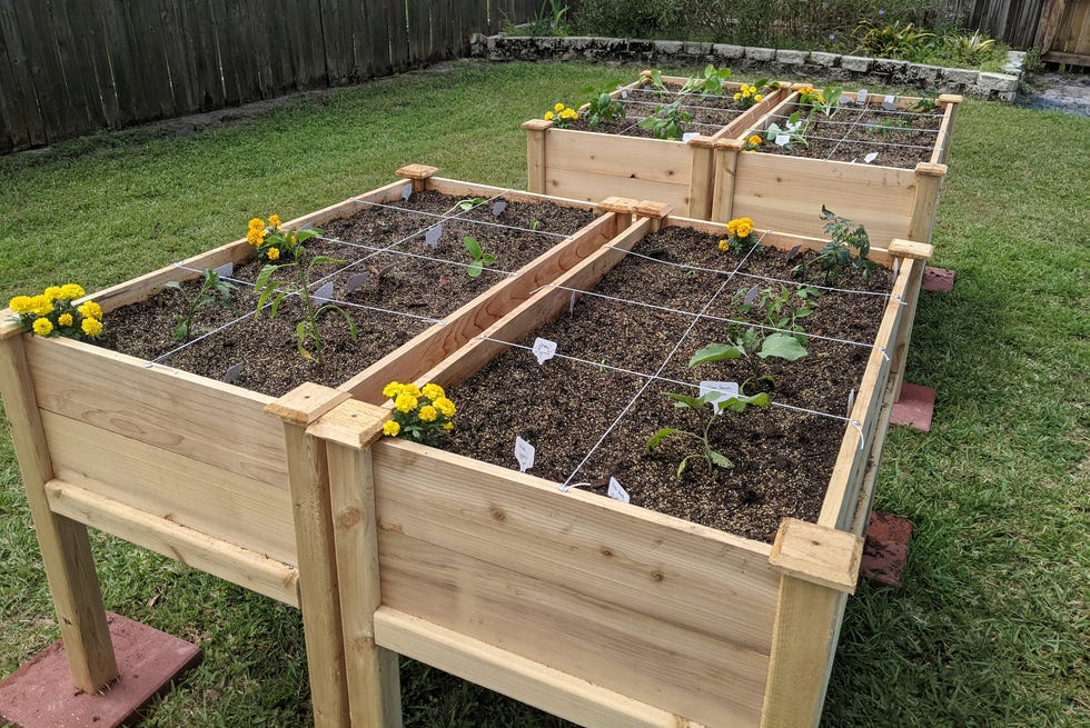 container garden with variety of vegetables