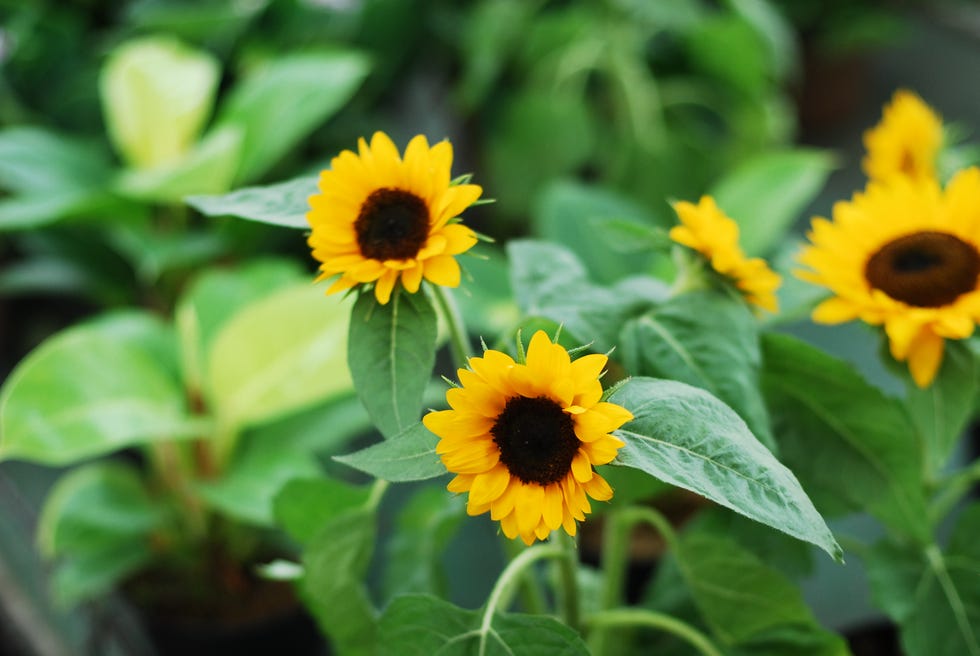 Sunflowers in garden how to grow sunflowers