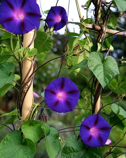 flowers to grow from seed morning glory