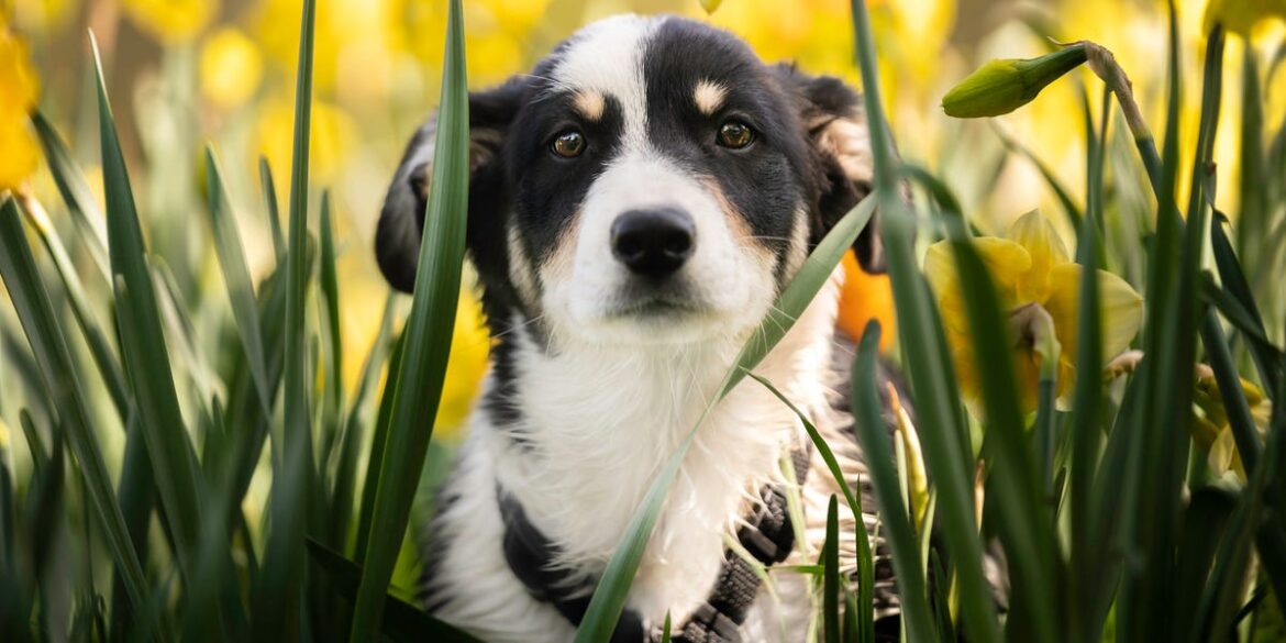 Spring Garden Flowers to Avoid