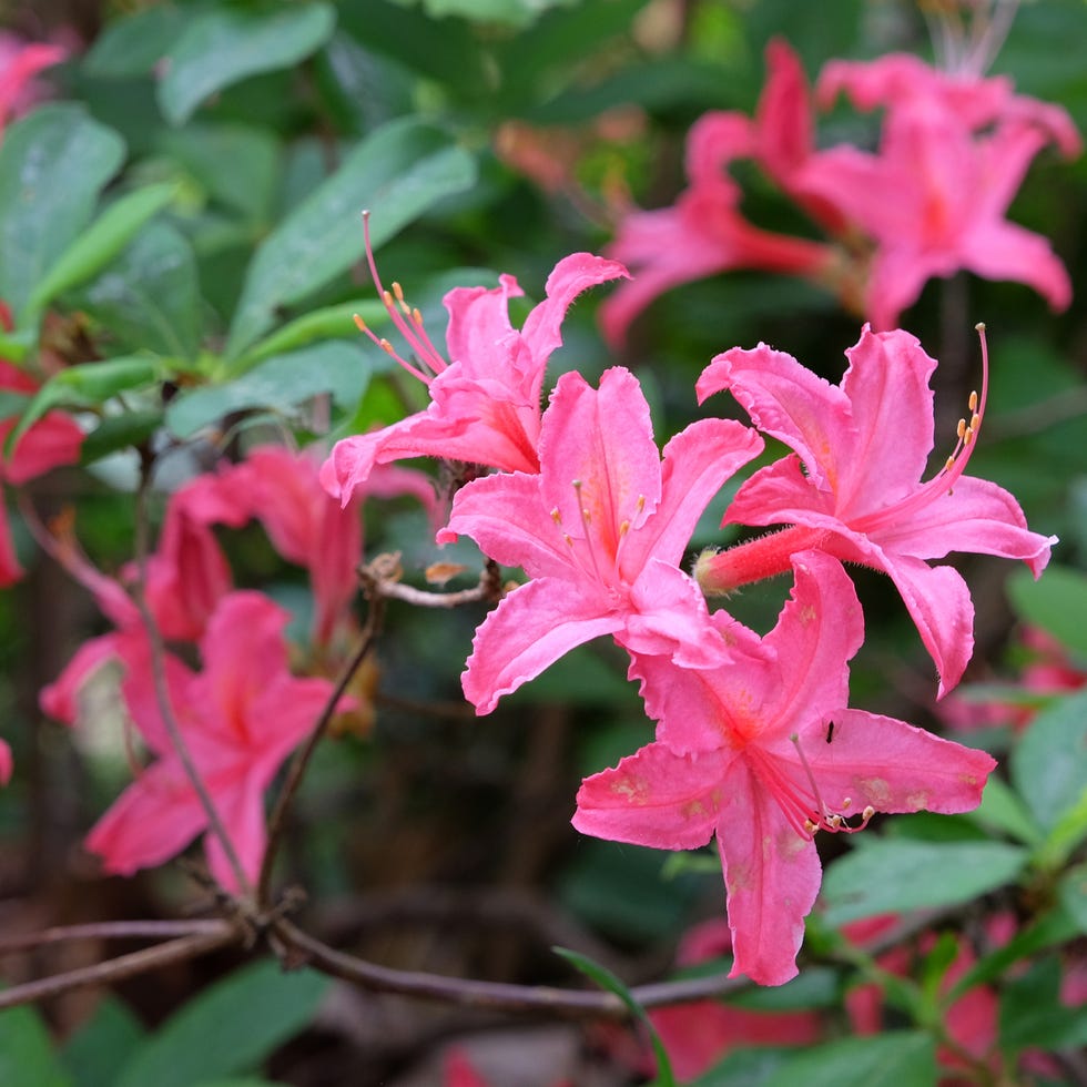 Bright pink Rhododendron occidentale Jolie Madame, commonly known as Western Azalea, in flower bright pink rhododendron occidentale jolie madame, commonly known as western azalea, in flower