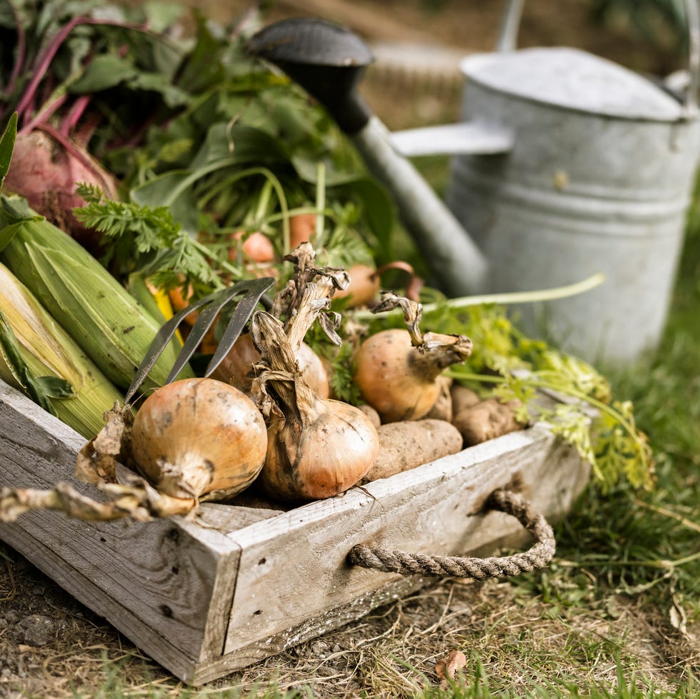Watering can and wooden box full of freshly picked vegetables, including carrots, onions, beetroots, corn and potatoes. watering can and wooden box full of freshly picked vegetables, including carrots, onions, beetroots, corn and potatoes.