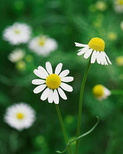 flowers to grow from seed chamomile
