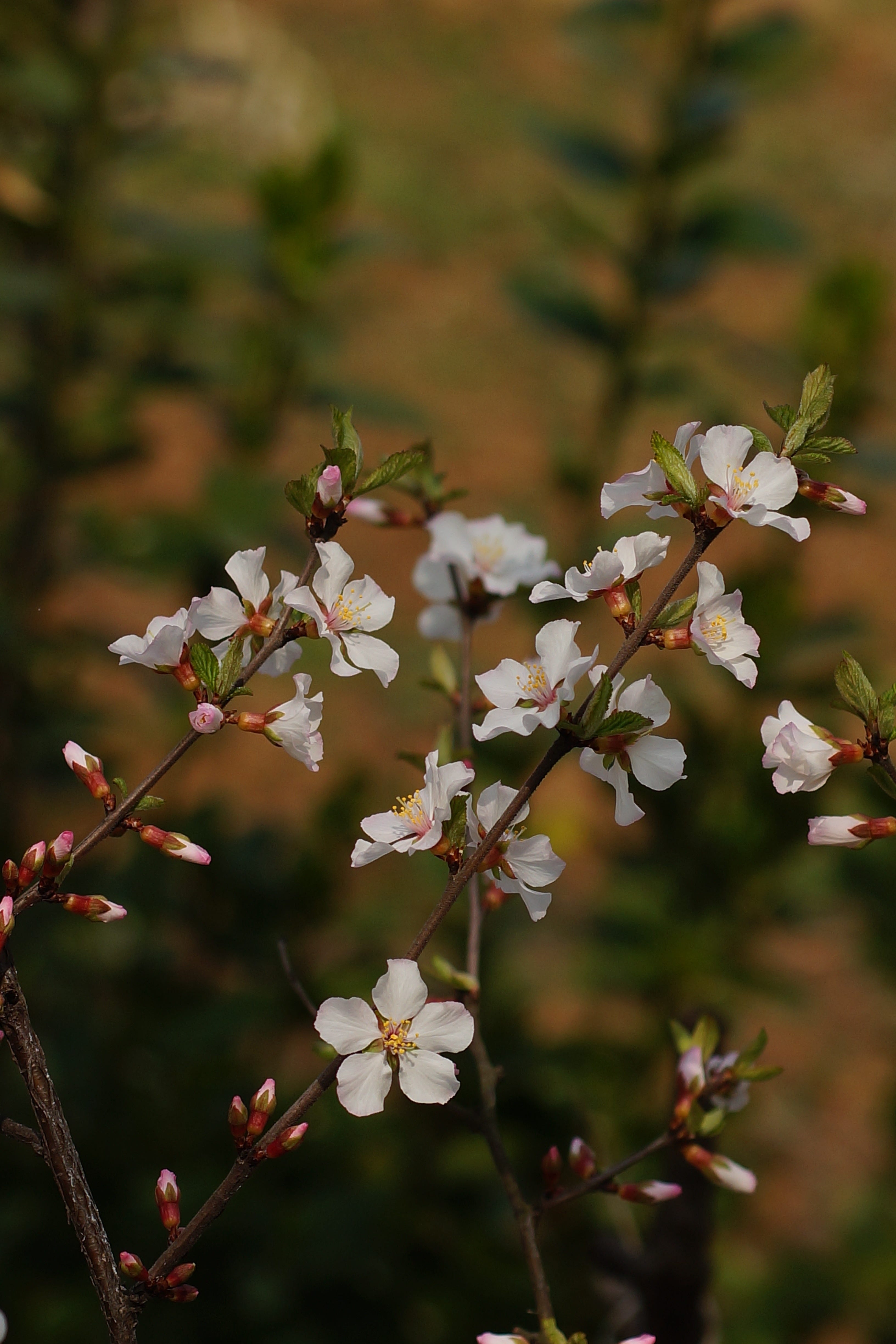  nanking cherry