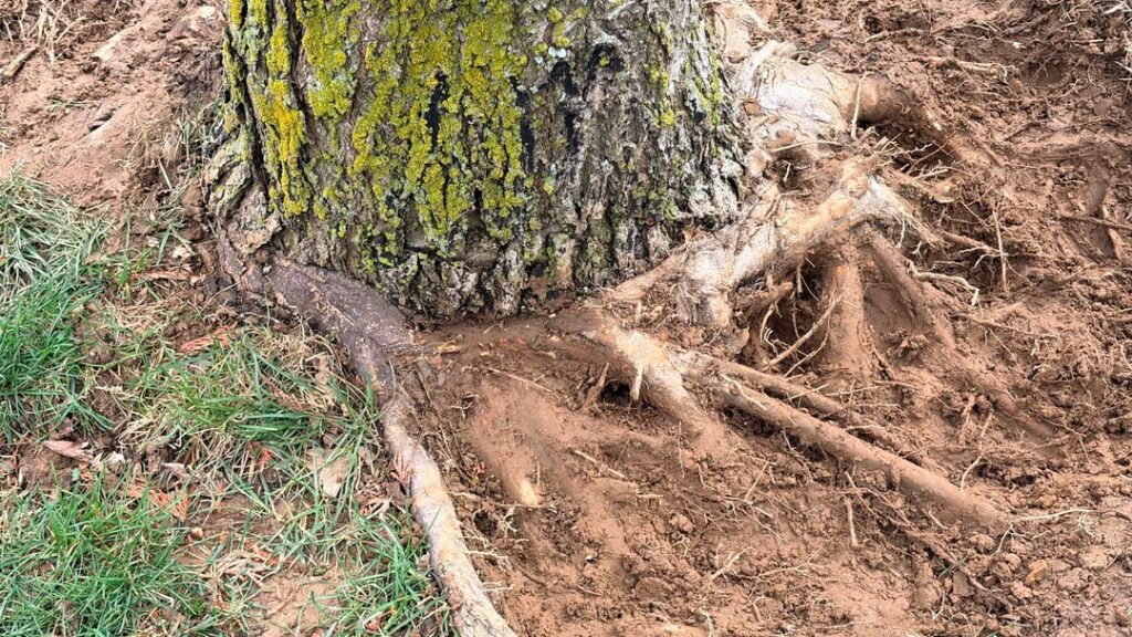 Maple Tree Heavily Girdled. Help With Next Steps.
