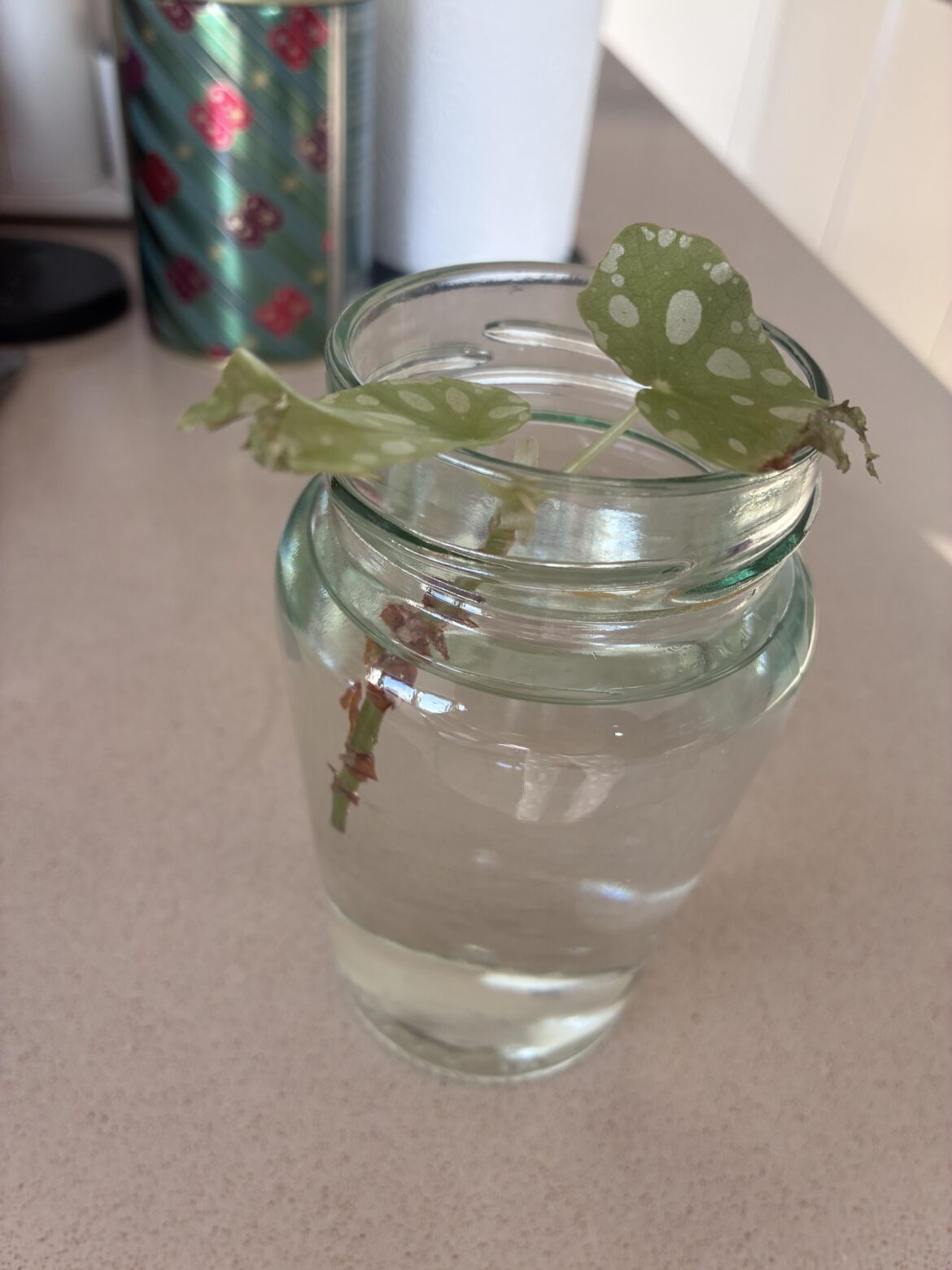 My begonia maculata has been barely hanging on for the last 6 months… last resort