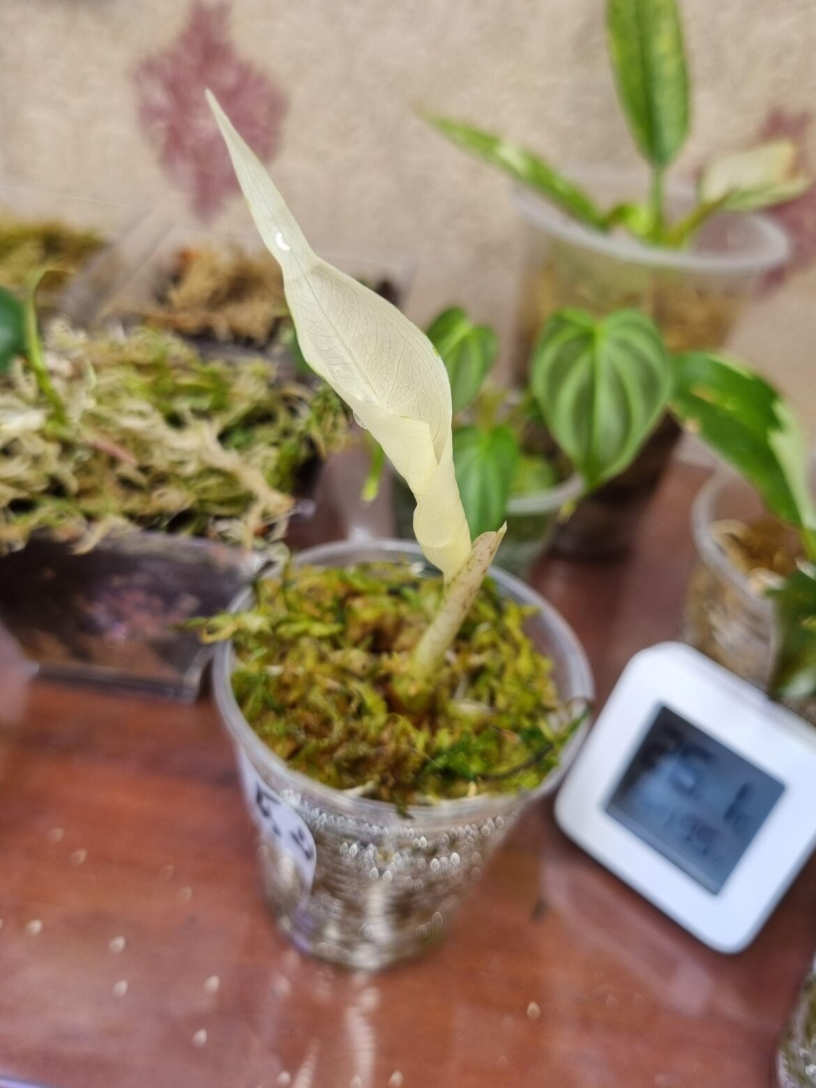 Discolored little friend Discolored little friend