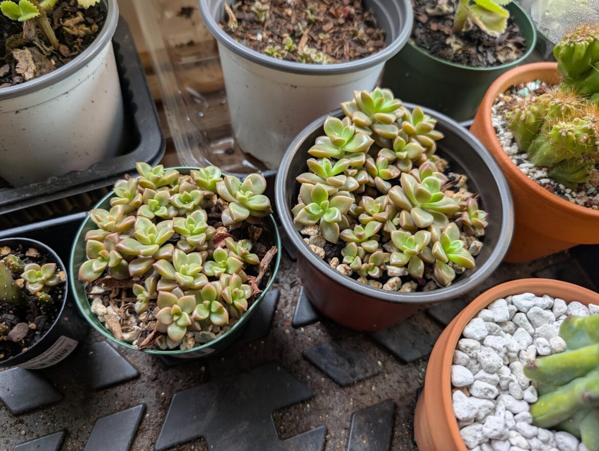 I can't believe how well my props are doing. They got so THICC after it rained!