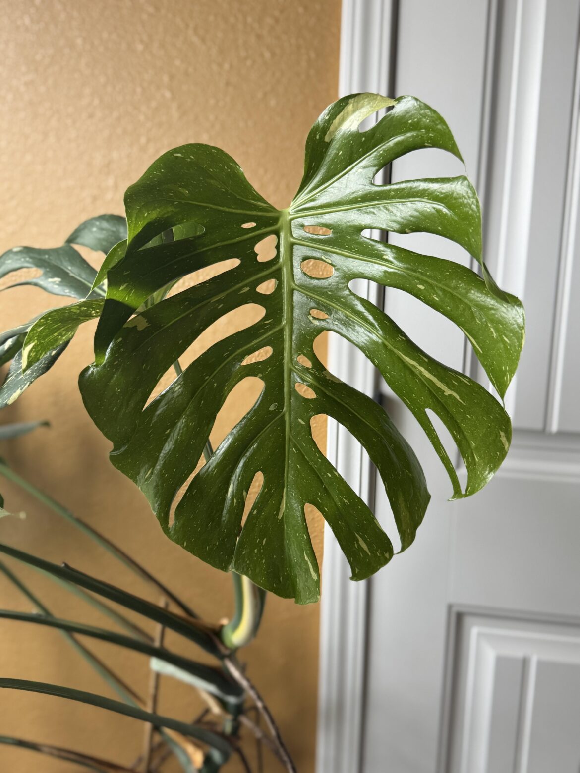 New leaf day
