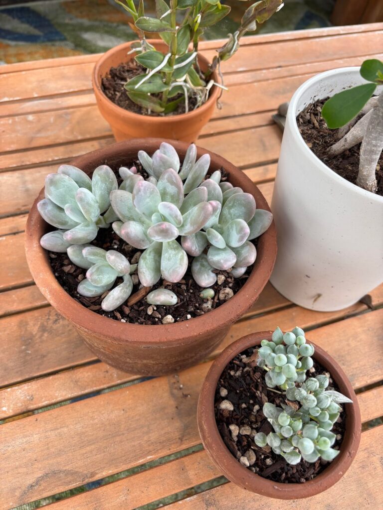 Moonstones