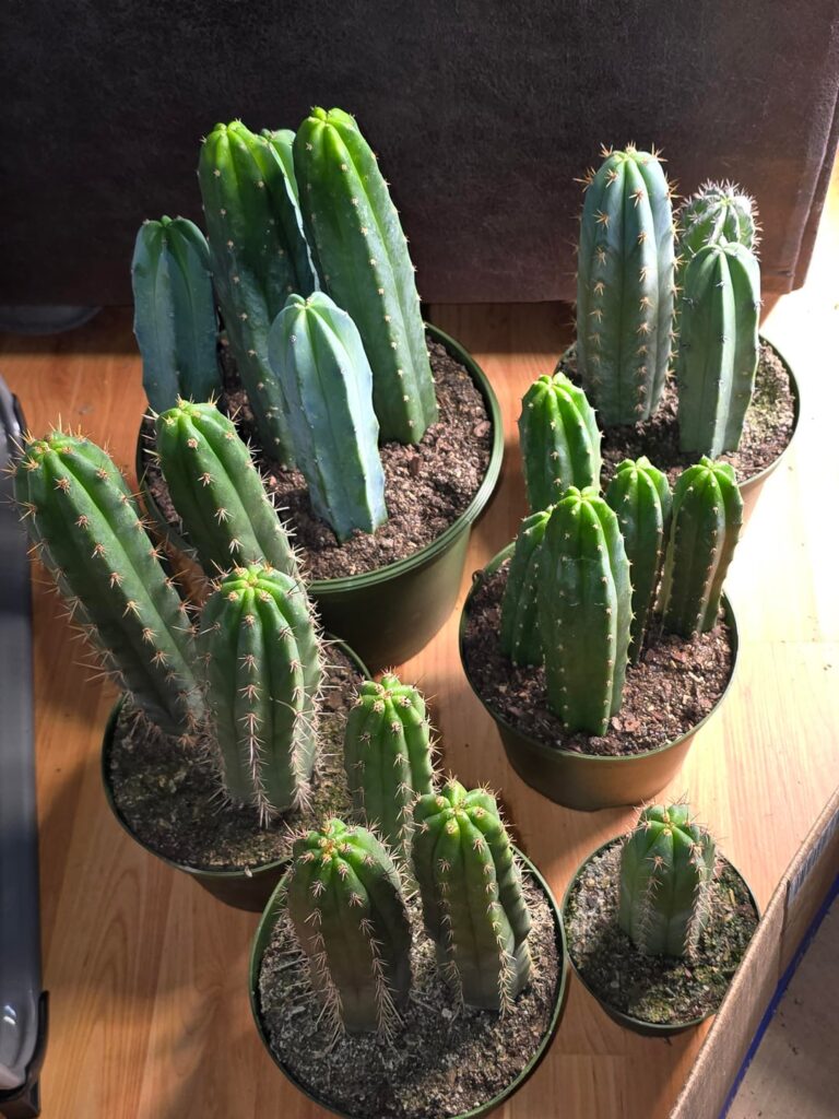 Yesterday's haul from a cactus wholesaler in Central FL