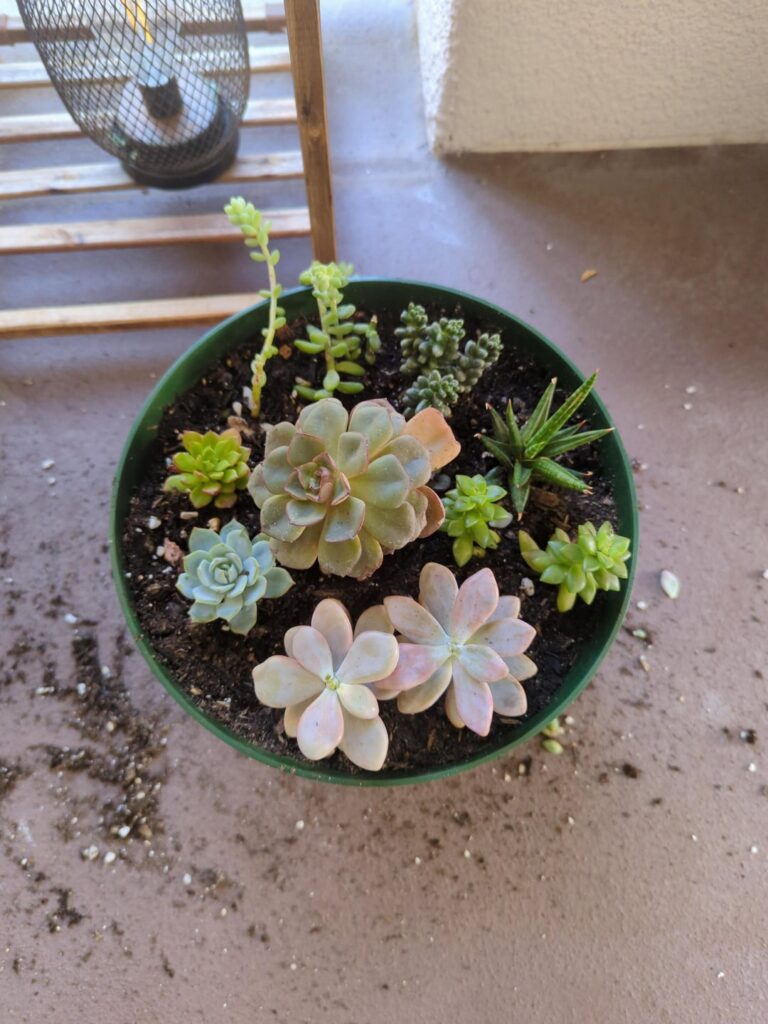 Rate my community pot/succulents Rate my community pot/succulents