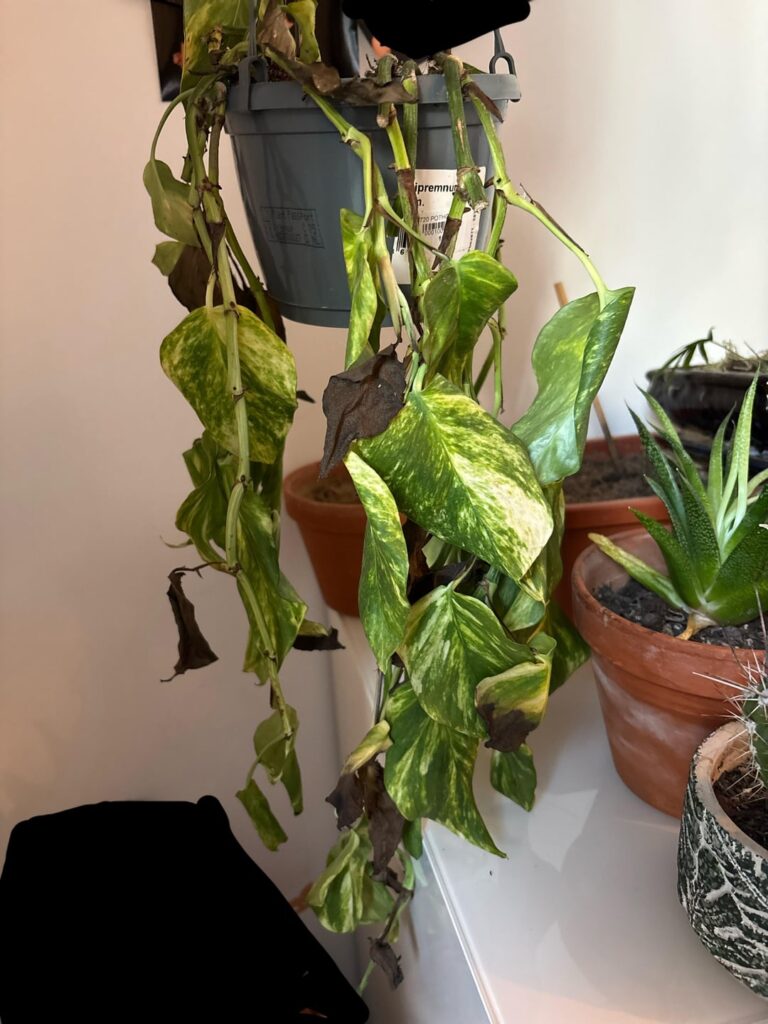 What should I do ??? Help pls